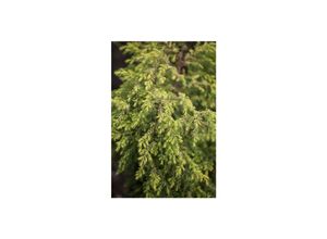 4063654813132 - Juniperus communis Gold Cone Wacholder goldgelb 30–40 cm