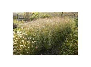 4063654816409 - Panicum virgatum Shenandoah Rutenhirse rot-grün 3-5 Liter Container