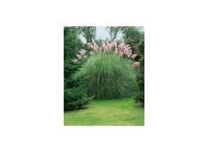 4063654816645 - Cortaderia selloana Rosea Pampasgras rosa 3-5 Liter Container