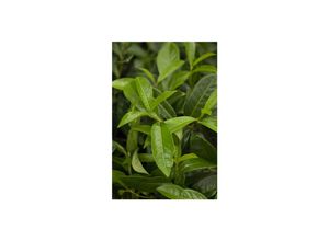 4063654817970 - Prunus laurocerasus Mount Vernon Kirschlorbeer kompakt 20–30 cm