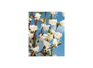 4063654818625 - Lonicera purpusii Winter Beauty Duft-Heckenkirsche cremeweiß 40–60 cm