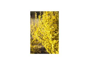 4063654818885 - Forsythia Week-End -R- Forsythie leuchtend gelb 60–100 cm