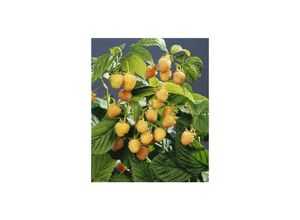 4063654820321 - Rubus idaeus Golden Queen Himbeere gelbfruchtig 30–40 cm