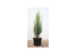 4063654820796 - Juniperus scopulorum Blue Arrow Säulenwacholder blaugrün 40–60 cm
