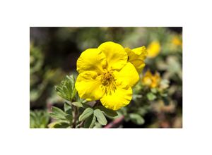 4063654821458 - Potentilla Goldfinger Fingerstrauch gelb 30–40 cm