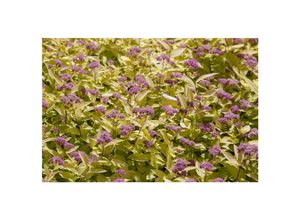 4063654821588 - Spiraea japonica Golden Princess Japanische Spiere goldgelb 20–30 cm