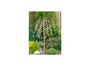4063654826187 - Salix caprea Pendula Kätzchenweide hängend 150 cm Stammhöhe