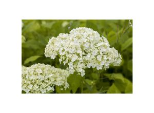 4063654846352 - Hydrangea arborescens Lime Rickey Hortensie limettengrün 60–80 cm