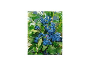 4063654848912 - Vaccinium corymbosum Patriot Heidelbeere 40–60 cm ertragreich