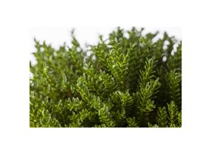 4063654852810 - Hebe New Zealand Strauchveronika grün 12–16 cm