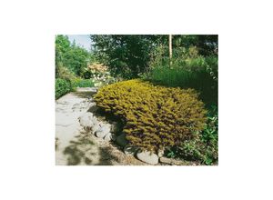 4063654852889 - Hebe ochracea James Stirling goldgrün ca 11x11 cm Topf