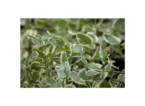 4063654852971 - Vinca minor Ralph Shugert Immergrün blau ca 9x9 cm Topf