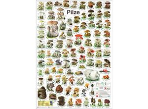 4063909116353 - Pilze Poster deutsch DIN A1 Planet Poster Editions