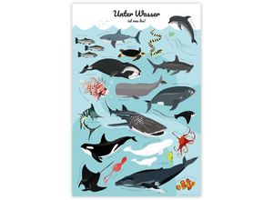 4063909197055 - - Meerestiere Poster Unter Wasser ist was los! Design Frau Febra & Herr Hutsauger