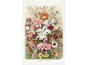 4063909271489 - - Orchideen Poster Ernst Haeckel Kunstformen der NaturTafel 74 Cypripedium Orchideae