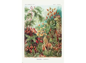 4063909271496 - - Laubmoose Poster Ernst Haeckel Kunstformen der NaturTafel 72 Polytrichum Muscinae