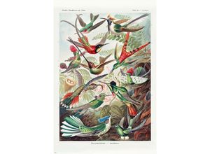 4063909271502 - - Kolibris Poster Ernst Haeckel Kunstformen der NaturTafel 99 Trochilus Trochilidae