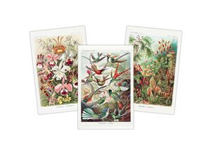 4063909276590 - - Kunstformen der Natur Poster 3er-Set Ernst Haeckel Laubmoose Tafel 72 Orchideen Tafel 74 und Kolibris Tafel 99