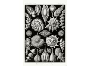 4063909332555 - - Kammerlinge Poster e Haeckel Kunstformen der Natur Tafel 81 Limulus Aspidonia