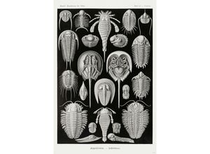 4063909332586 - - Schildtiere Poster e Haeckel Kunstformen der Natur Tafel 47 Limulus Aspidonia - Schildtiere