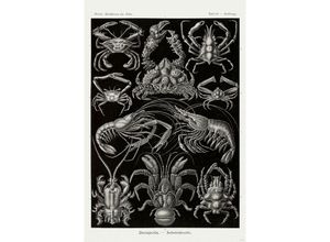 4063909333132 - Zehnfußkrebse Poster Haeckel Kunstformen der Natur Tafel 86 Parthenope Decapoda - Zehnfußkrebse