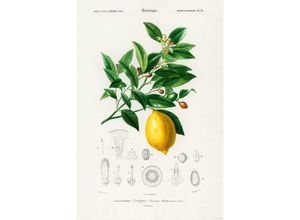 4063909333422 - - Citrus Limonium Poster Charles Dessalines dÉOrbigny Dictionnaire Universel Dhistoire Naturelle 1892