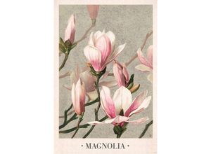 4063909333521 - - Magnolia Poster l Prang & Co 1886