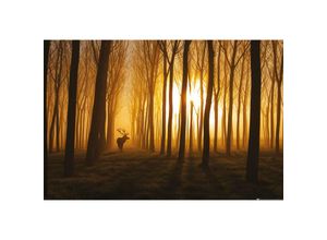 4063909349249 - - Hirsch im Wald Poster Stefan Miron