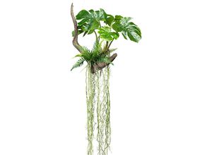 4064118079859 - Splitphilodendron auf Wurzel 500 x 500 mm Höhe 1600 mm mit Farn und Luftwurzeln kaiserkraft