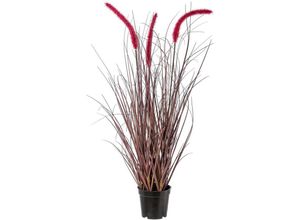 4064118137399 - Kunstgras CREATIV GREEN Grasbusch Pennisetum rubrum Kunstpflanzen Gr H 73 cm 1 St lila (aubergine) Kunst-Gräser