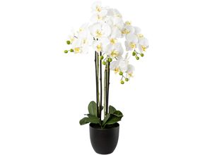 4064118137948 - Kunstorchidee CREATIV GREEN Phalaenopsis im Resintopf weiß H83cm Obermaterial 100% Polyethylen Kunstpflanzen mit Real-Touch-Blüten