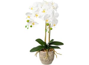 4064118138853 - Kunstorchidee CREATIV GREEN Orchidee Phalaenopsis im Keramiktopf Kunstpflanzen Gr H 55 cm 1 St weiß Kunst-Orchideen