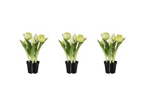 4064118139256 - Gefüllte Tulpen real touch im Topf Höhe 250 mm VE 3 Stk weiß