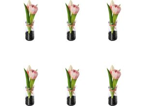 4064118139454 - Tulpen in Glasvase Höhe 210 mm VE 6 Stk rosa