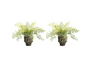 4064118176848 - Adiantumbusch Zementtopf VE 2 Stk Höhe 350 mm kaiserkraft
