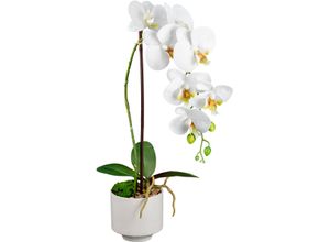 4064118181057 - Kunstorchidee CREATIV GREEN Orchidee Phalaenopsis weiß H55cm Kunstpflanzen mit real-touch-Blüten