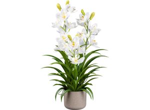 4064118181071 - Kunstorchidee CREATIV GREEN Orchidee Cymbidie weiß H70cm Kunstpflanzen mit traumhaft schönen Blüten 4064118181071 - Kunstorchidee CREATIV GREEN Orchidee Cymbidie weiß H70cm Kunstpflanzen mit traumhaft schönen Blüten