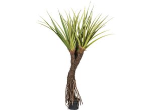 4064118181705 - Kunstbaum CREATIV GREEN Pandanus Tectorius Kunstpflanzen Gr H 210 cm 1 St grün mit außergewöhnlichem Stamm