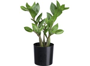 4064118181729 - Künstliche Zimmerpflanze CREATIV GREEN Zamifolia grün H30cm Kunstpflanzen mit detailgetreuen Blättern