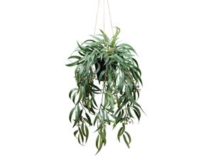 4064118182290 - Kunstpflanze CREATIV GREEN Eukalyptus Globolus weiß H65cm Kunstpflanzen mit Fruchtblüten 4064118182290 - Kunstpflanze CREATIV GREEN Eukalyptus Globolus weiß H65cm Kunstpflanzen mit Fruchtblüten