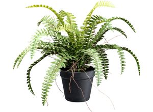 4064118182368 - Kunstpflanze CREATIV GREEN Waldfarn grün H35cm Ø50cm Kunstpflanzen mit Wurzeln