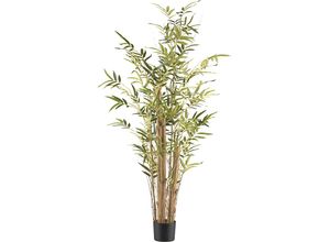 4064118187547 - Bambus vulgaris Kunststofftopf Höhe 1500 mm kaiserkraft