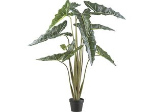 4064118188414 - Alocasia zebrina sarian Kunststofftopf Höhe 1300 mm kaiserkraft