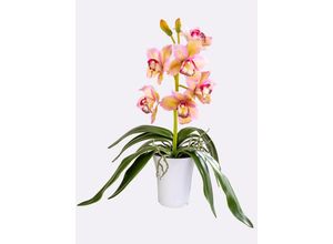 4064118191087 - Kunstorchidee GASPER grün (grün rosé) B60cm H56cm T24cm Kunststoff Kunstpflanzen