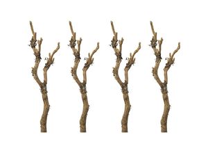 4064118192169 - Ast mit Flechten VE 4 Stk Gesamthöhe 610 mm kaiserkraft