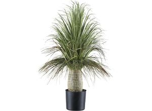 4064118195771 - Künstliche Pflanze Beaucarnea Kunststofftopf Höhe 600 mm 4064118195771 - Künstliche Pflanze Beaucarnea Kunststofftopf Höhe 600 mm