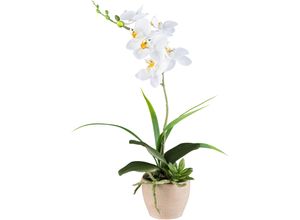 4064118240624 - Kunstorchidee CREATIV GREEN Orchidee Phalaenopsis weiß H45cm Kunststoff Kunstpflanzen mit Sukkulenten und Graszweigen arrangiert 4064118240624 - Kunstorchidee CREATIV GREEN Orchidee Phalaenopsis weiß H45cm Kunststoff Kunstpflanzen mit Sukkulenten und Graszweigen arrangiert