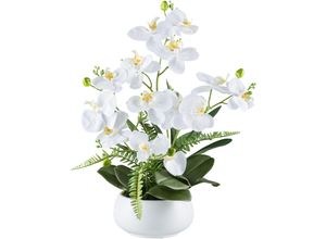 4064118240754 - Kunstorchidee CREATIV GREEN Orchidee Phalaenopsis Kunstpflanzen Gr H 55 cm 1 St weiß mit Farnzweigen