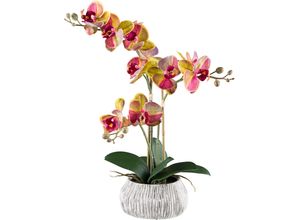 4064118240853 - Kunstorchidee CREATIV GREEN Orchidee Phalaenopsis Kunstpflanzen Gr H 48 cm 1 St gelb mit außergewöhnlicher Zementschale