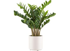 4064118240990 - Kunstpflanze CREATIV GREEN Zamifolia grün H80cm Kunststoff Kunstpflanzen im eleganten cremefarbenen Topf